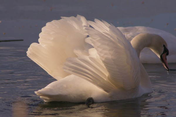 feathers in the sunset