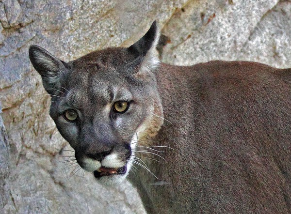 Portrait of a Puma