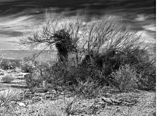 Palo Verde Tree in the Desert