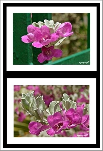 Nature's beauty