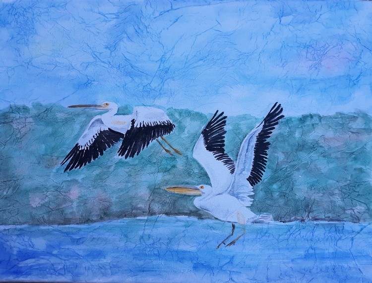 Pelicans