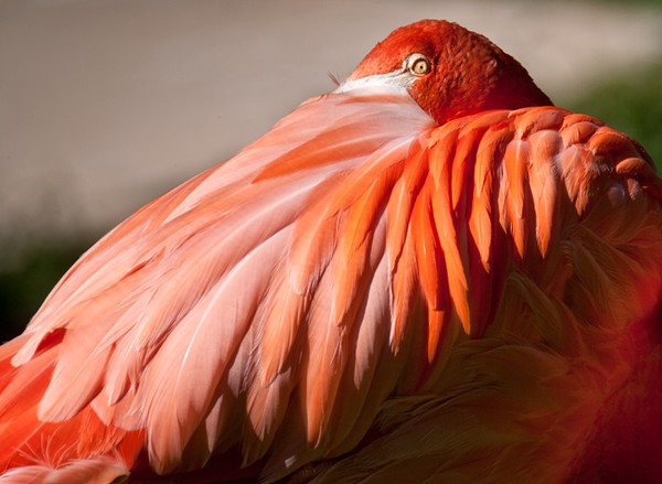 Flamingo Peek
