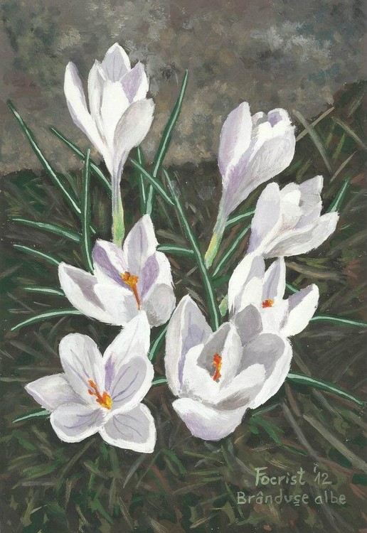White Crocuses