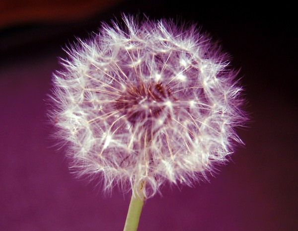 seed