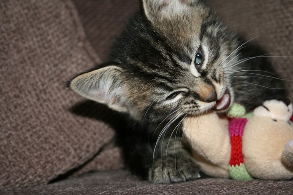Me and My Teddy