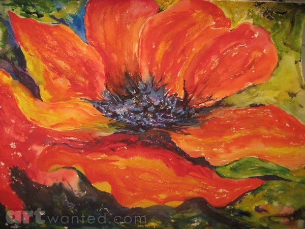 Oriental Poppy