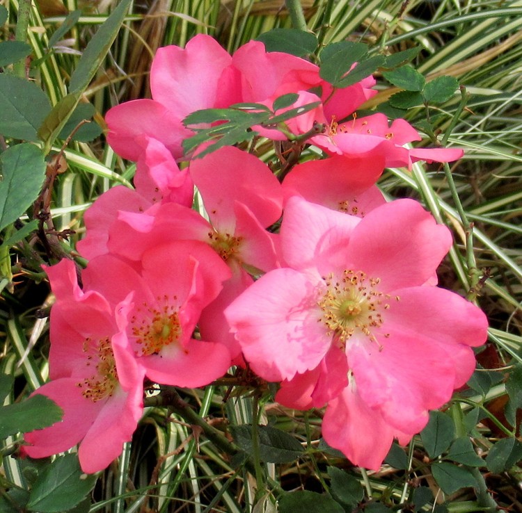 OCTOBER ROSES
