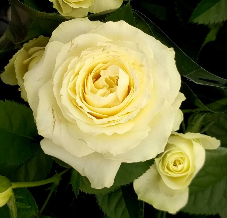 YELLOW ROSE