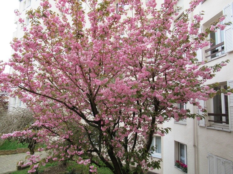 MY NEIGHBOUR TREE