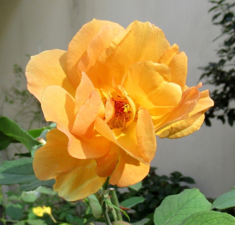 PRETTY ROSE IN STEF'S GARDEN !