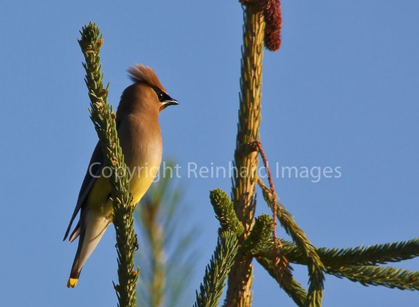 Waxwing Sky