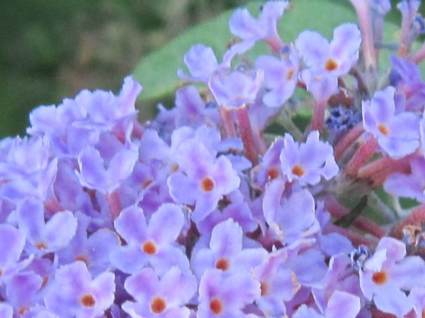 Micro Shot