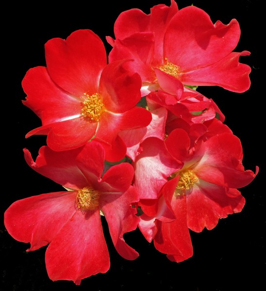 4 Red Cosmos