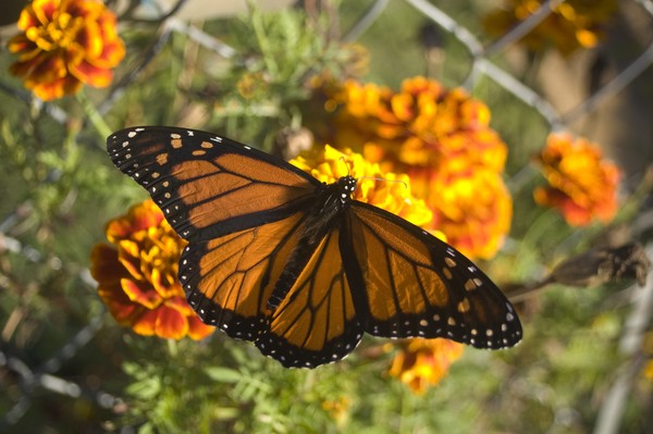 Butterfly