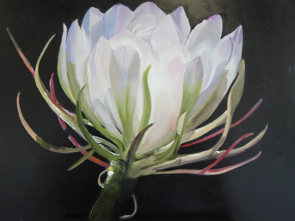 Night Blooming Cereus 2
