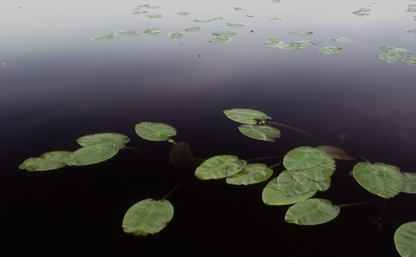 Lily Pads on Sperry Pond 