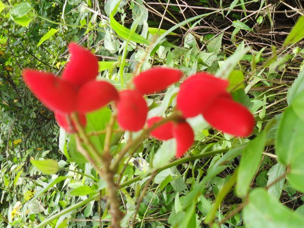 nature