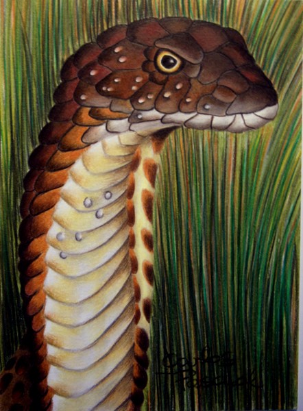 King cobra