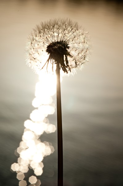 Adding wishes