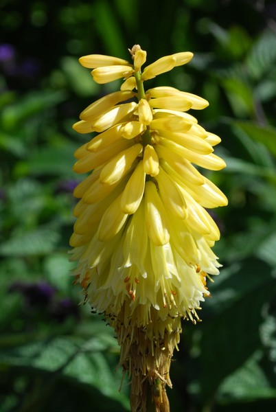 Pluck a Petal of Sunshine