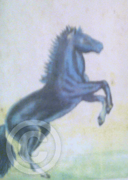 Wild Horse
