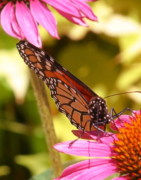 Monarch 2