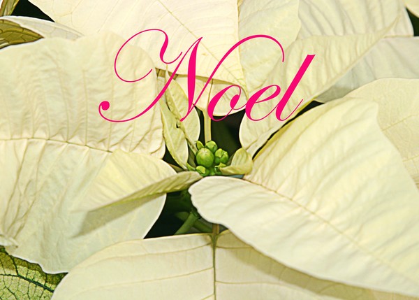Christmas Cards, ne483c