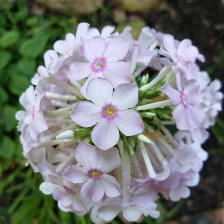 FLORAL