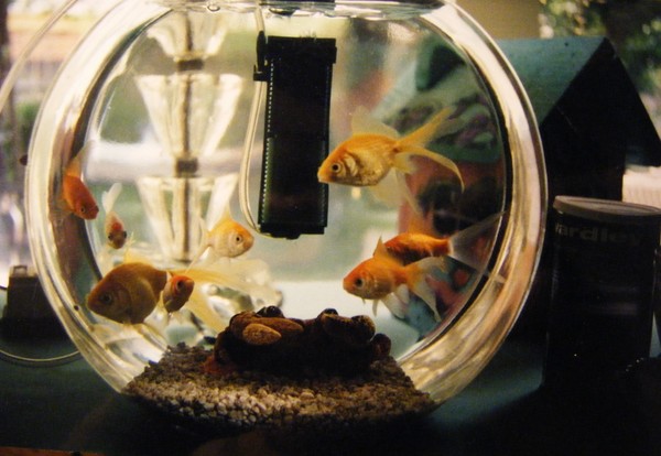 Goldfish