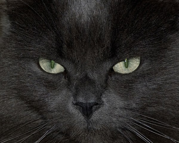 Dusty