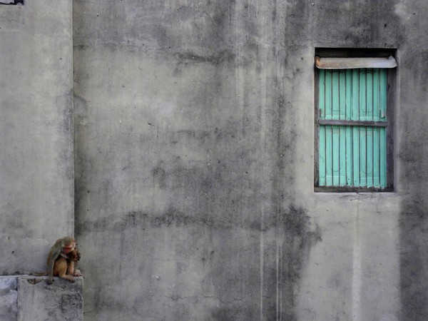 India, Varanasi, monkey