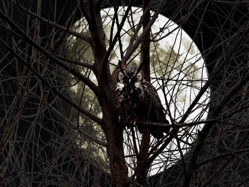 The Night Owl And Harvest Moon