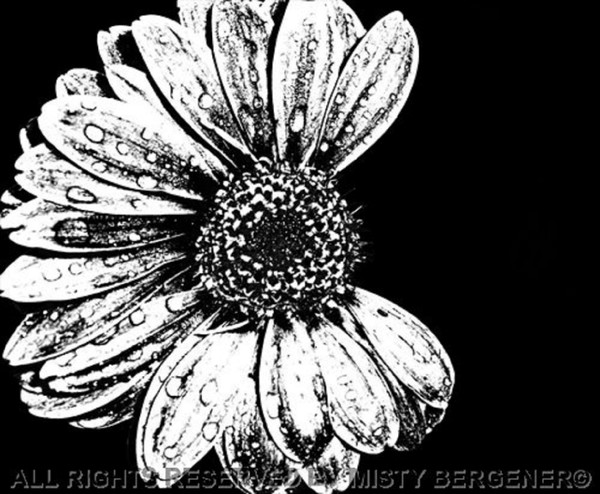Gerber Daisy - manipulated photo- 8.5 x 11.5 - Copy