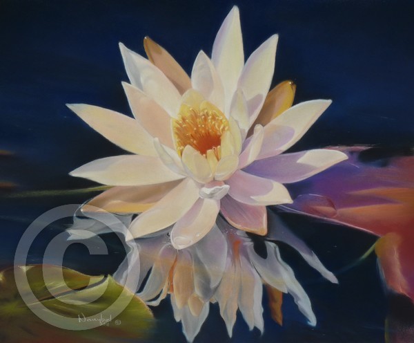 Podering Nymphaea