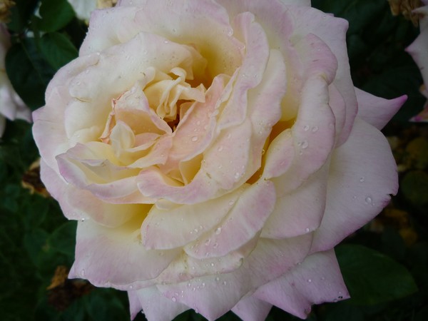 Dew Makes Me Blush