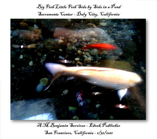 two Giant goldfish in a Pond 