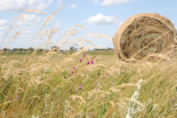 ph ND field