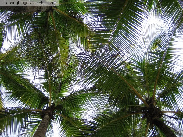 A Palmy Canopy ~ Puerto Rico