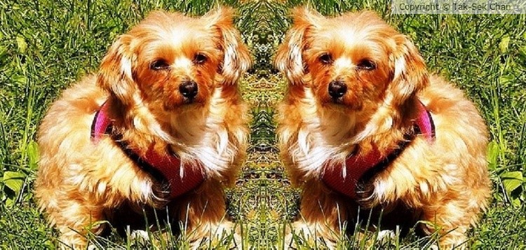 Twin Dogs, Central Park, 04-24-2016