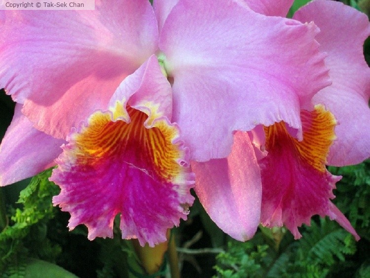 Corsage Orchid (Cattleya Pumpernickel), 04-20-2006