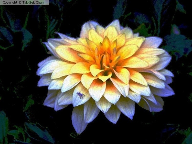 Dahlia pinnata, Russell's, Wayland, MA 08-15-2017