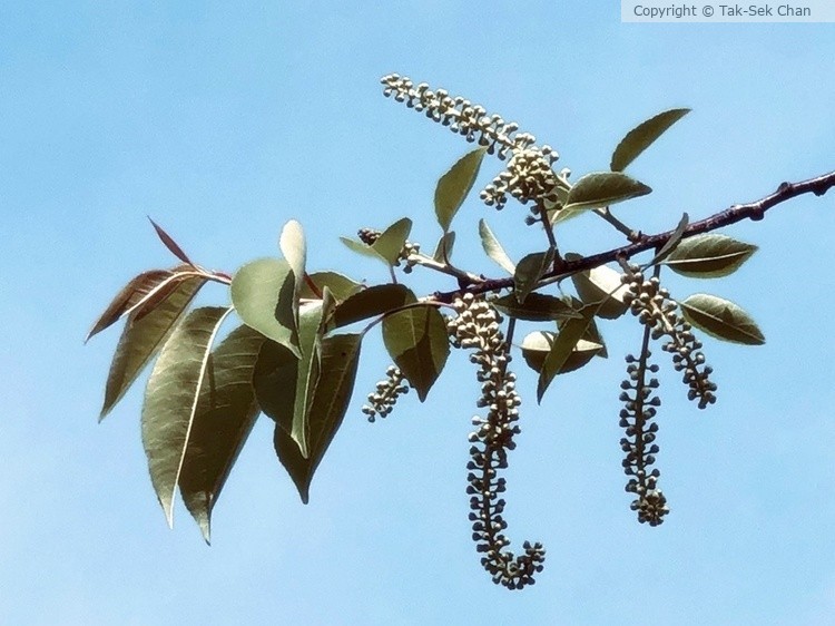 Prunus virginiana, JBWR, NYC, 05-14-2024