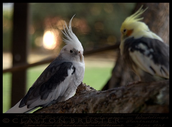 Aviary Art