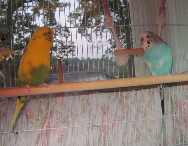 good morning to you too now get out of our cage