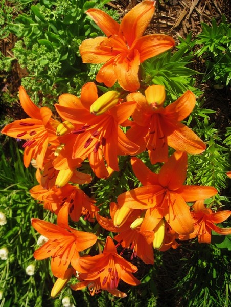Orange you happy God made Lillies?