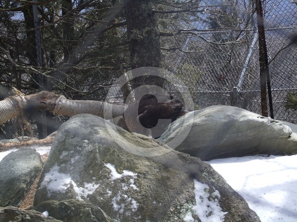 Eagle in animal reserve