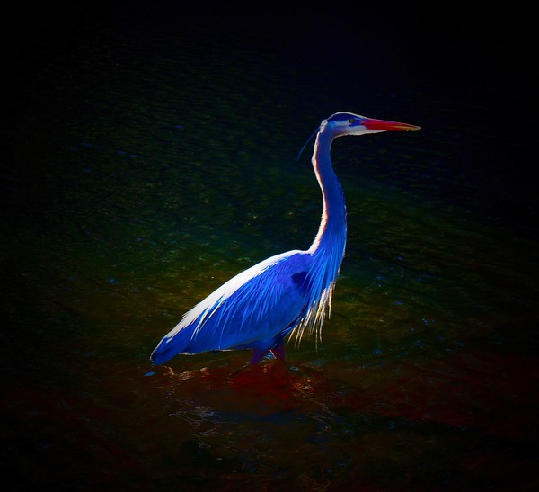Blue Heron 