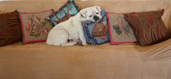 Bulldog pillow center piece