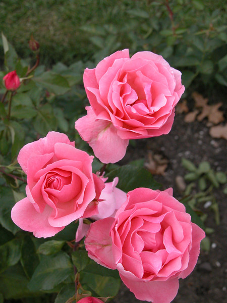 3 Roses