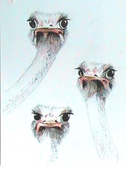ostrich